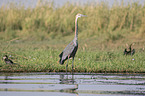 walking Goliath Heron