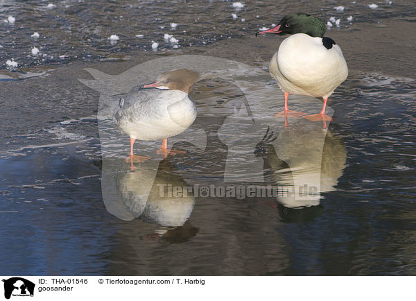 goosander / THA-01546