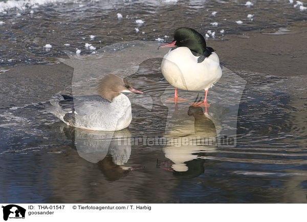 Gnsesger / goosander / THA-01547