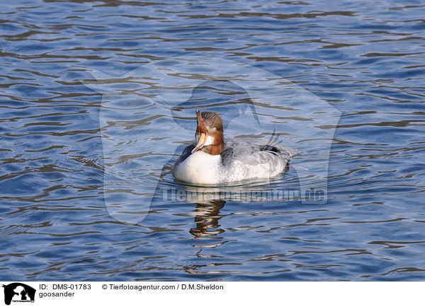 goosander / DMS-01783