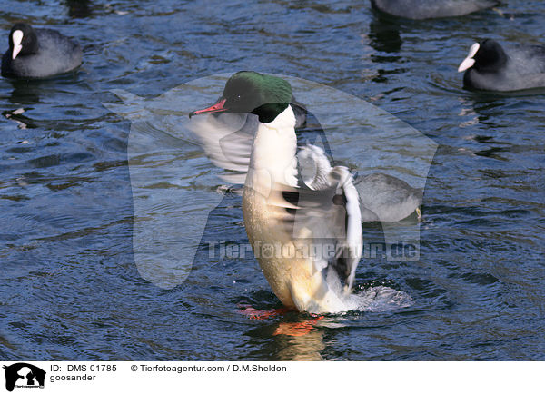 Gnsesger / goosander / DMS-01785