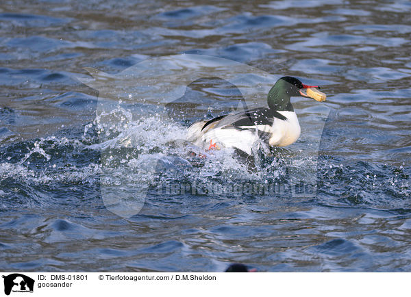 Gnsesger / goosander / DMS-01801