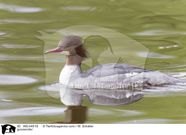 Gnsesger / goosander / WS-04618