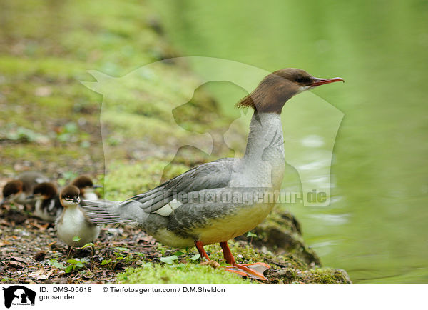 Gnsesger / goosander / DMS-05618