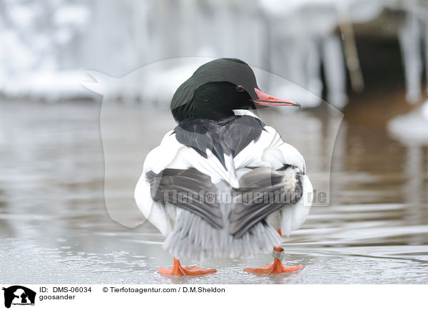 Gnsesger / goosander / DMS-06034