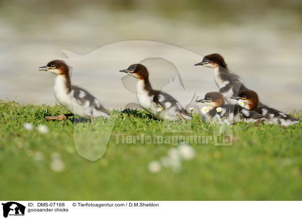 goosander chicks / DMS-07168