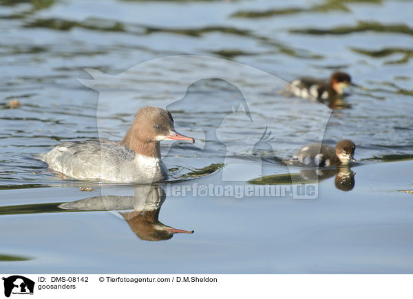 goosanders / DMS-08142