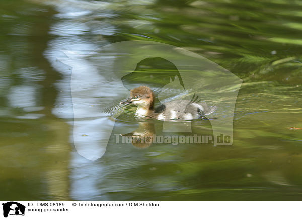 young goosander / DMS-08189