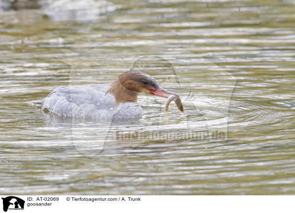 Gnsesger / goosander / AT-02069