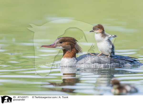 Gnsesger / goosander / AT-02071