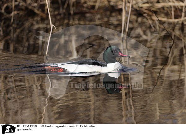 goosander / FF-11310