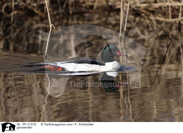 goosander / FF-11310