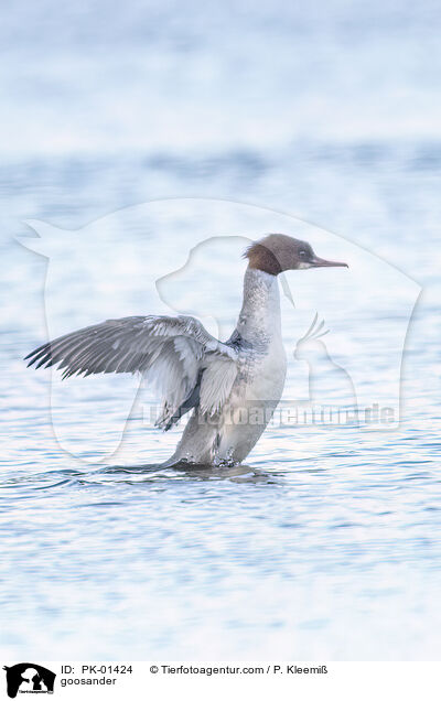 Gnsesger / goosander / PK-01424