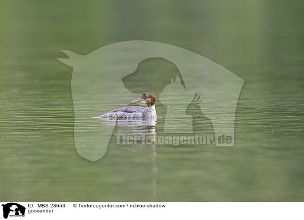 Gnsesger / goosander / MBS-28653
