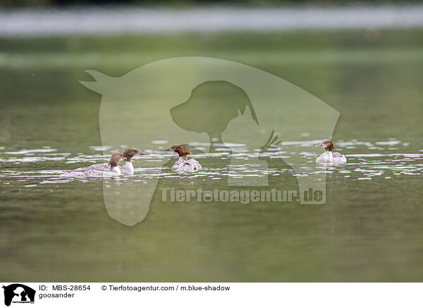 goosander / MBS-28654