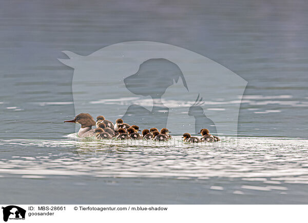 Gnsesger / goosander / MBS-28661