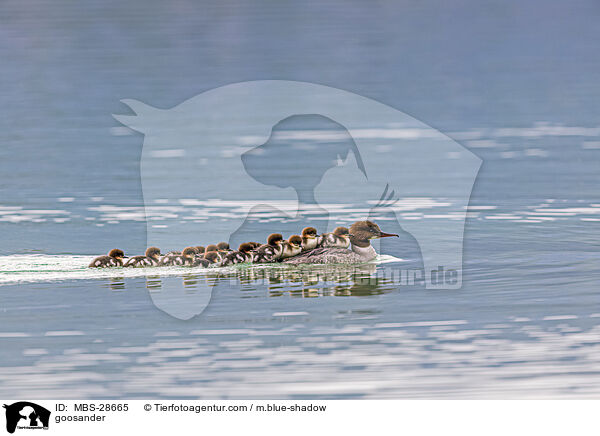 goosander / MBS-28665