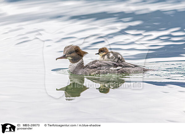 goosander / MBS-28670