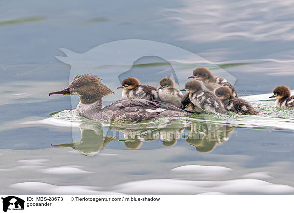 Gnsesger / goosander / MBS-28673