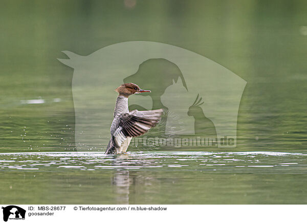 goosander / MBS-28677