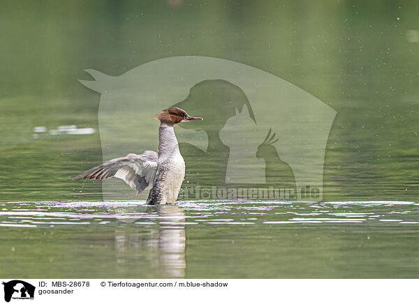 Gnsesger / goosander / MBS-28678