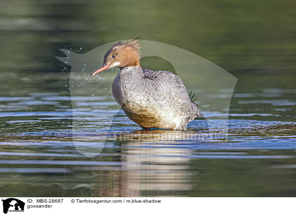 goosander / MBS-28687