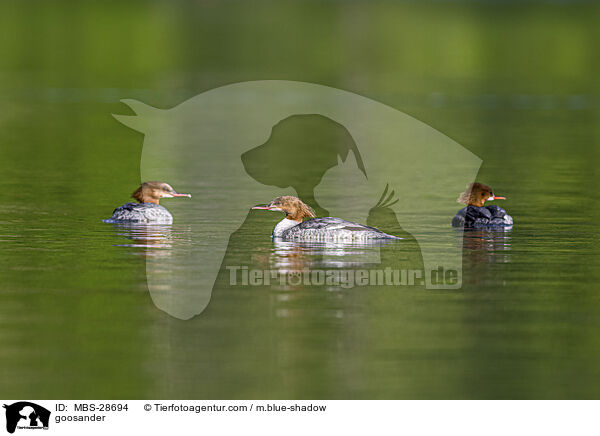 goosander / MBS-28694