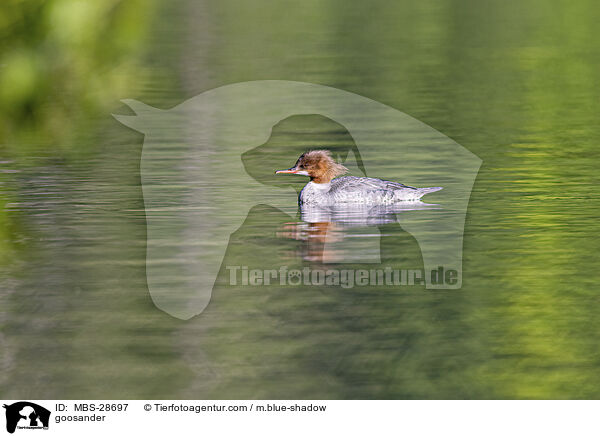 goosander / MBS-28697