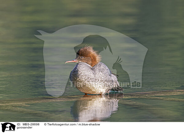 Gnsesger / goosander / MBS-28698