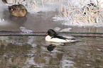 goosander