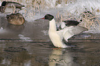 goosander