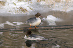 goosander