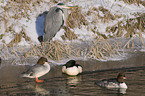 goosander