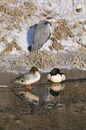 goosander