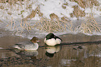 goosander