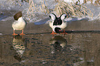 goosander