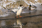 goosander