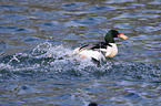 goosander