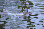 goosander