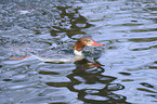 goosander