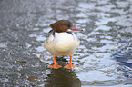 goosander