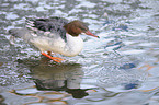 goosander