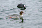 goosander and black coot