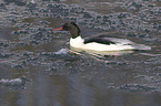 goosander