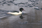 goosander