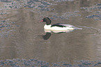 goosander