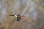 goosander