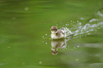 young goosander