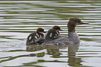 goosanders