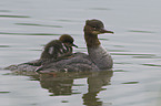 goosanders